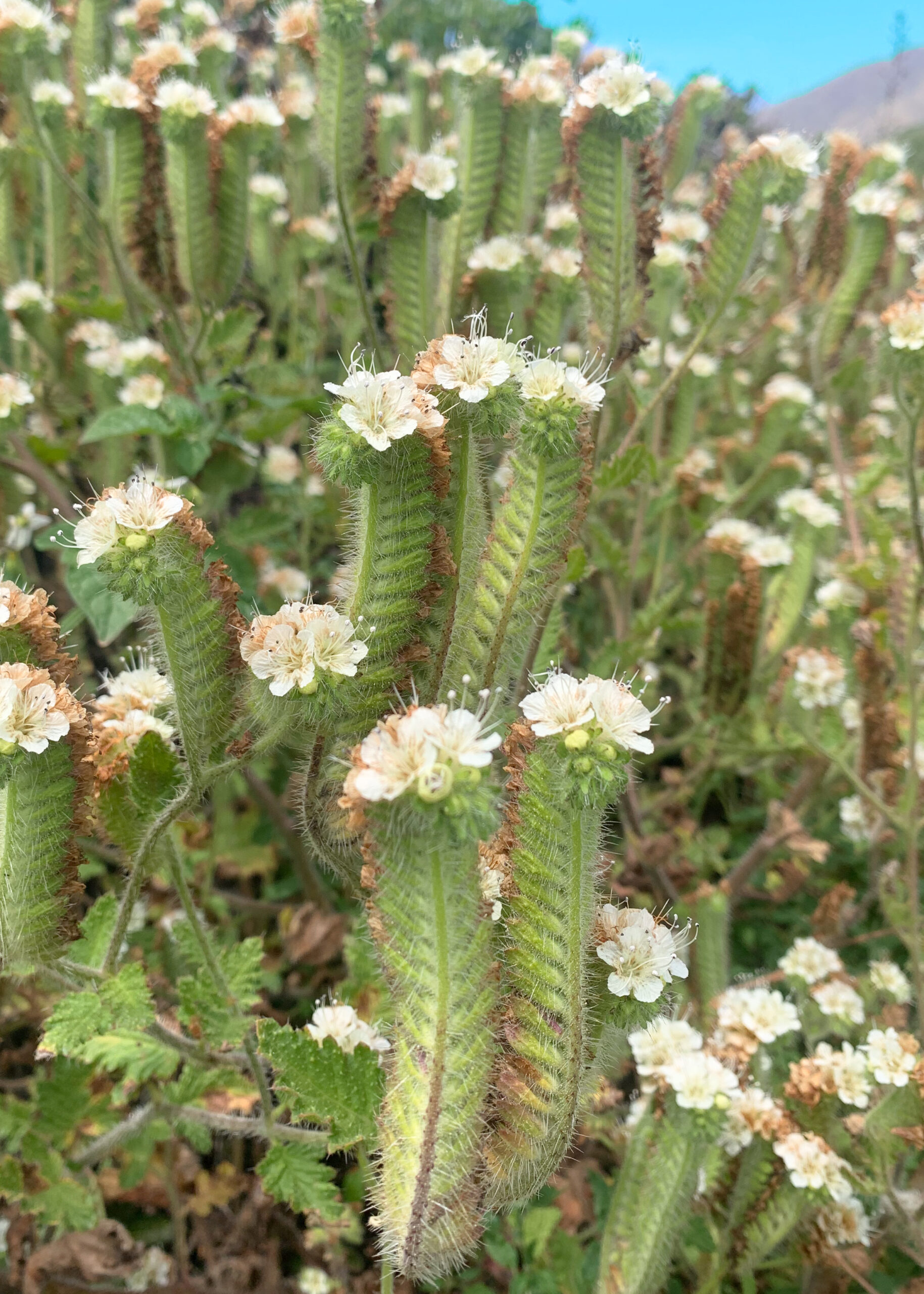 Cactus con flor. Flower Cactus. Santa Cruz California. Lorenalia