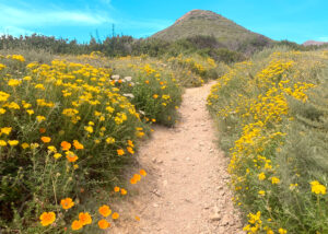 Santa Cruz CA, Landscape
Lorenalia