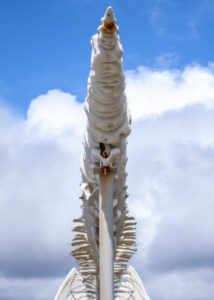 Santa Cruz Califorinia Whale UCSC.
Lorenalia