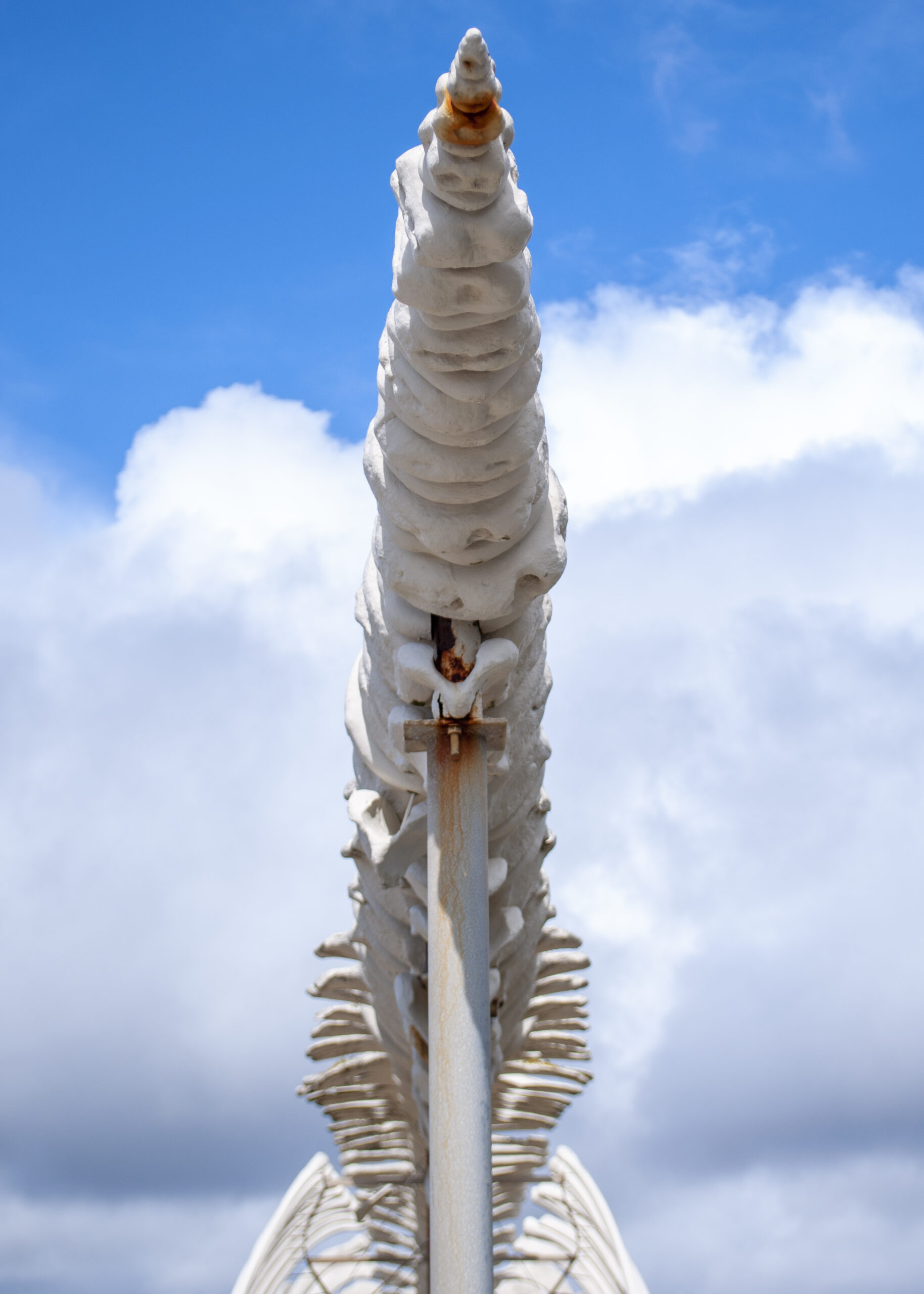 Santa Cruz Califorinia Whale UCSC.
Lorenalia