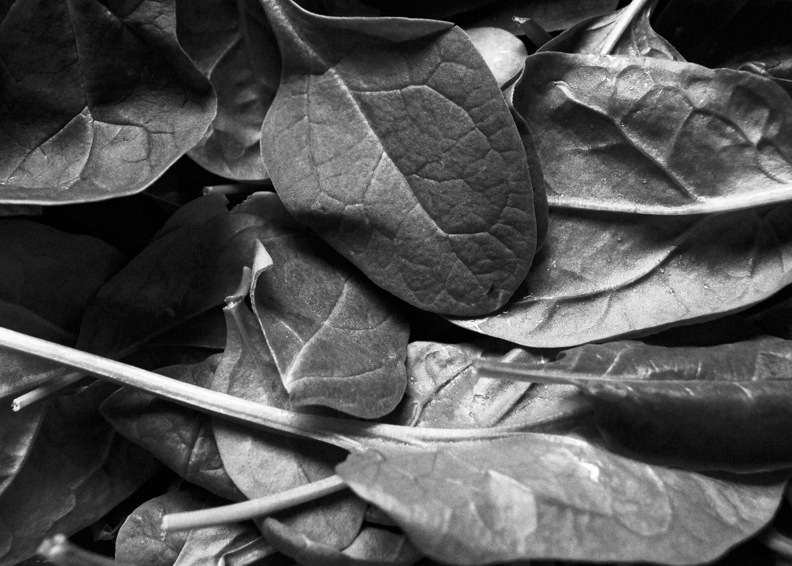 Spinach a tribute to Edward Weston
Lorenalia