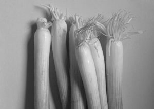 reen onions, a tribute to Edward Weston
Lorenalia