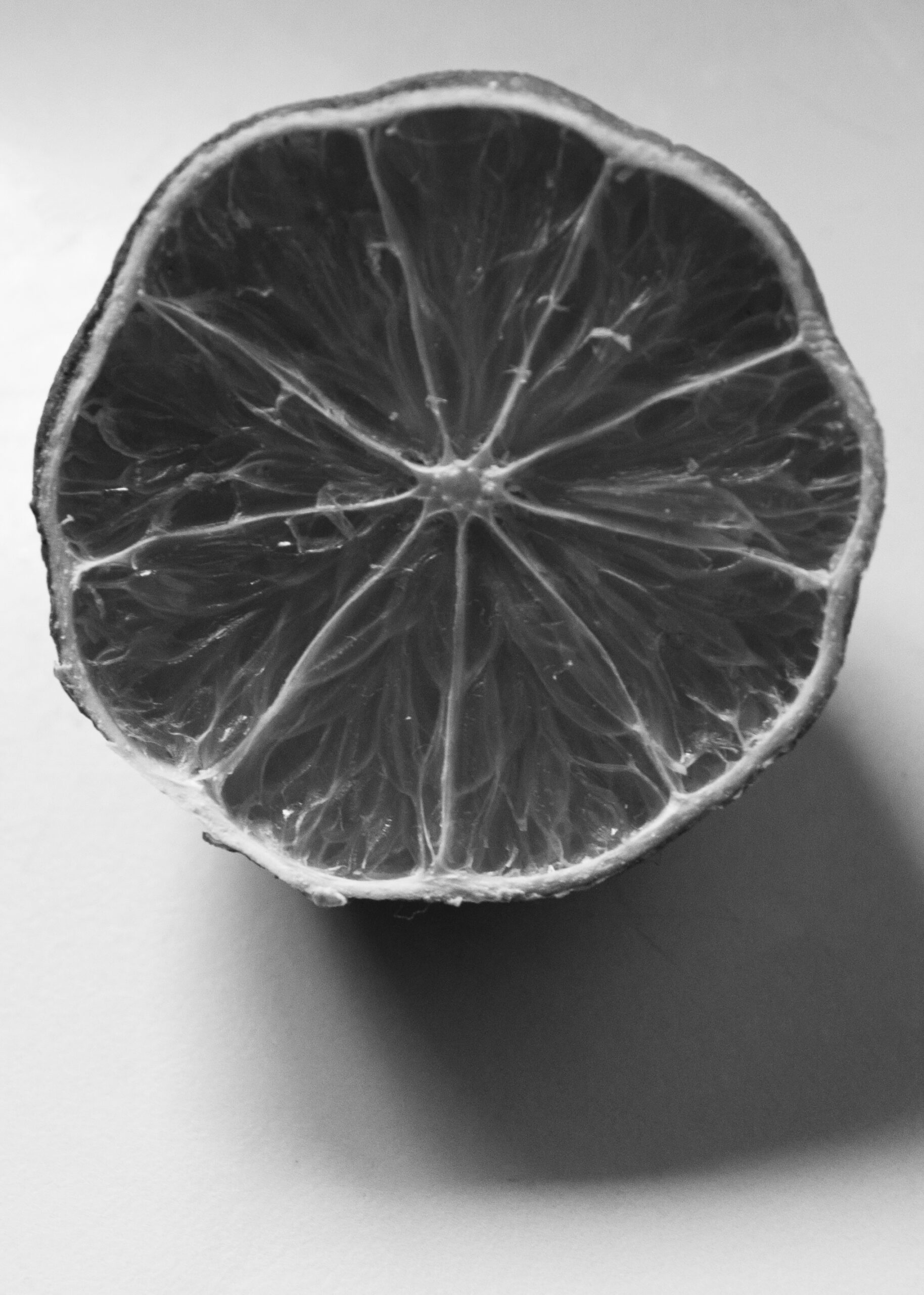 Old lime, a tribute to Edward Weston
Lorenalia