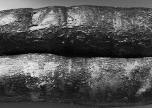 Mandioca, a tribute to Edward Weston
Lorenalia