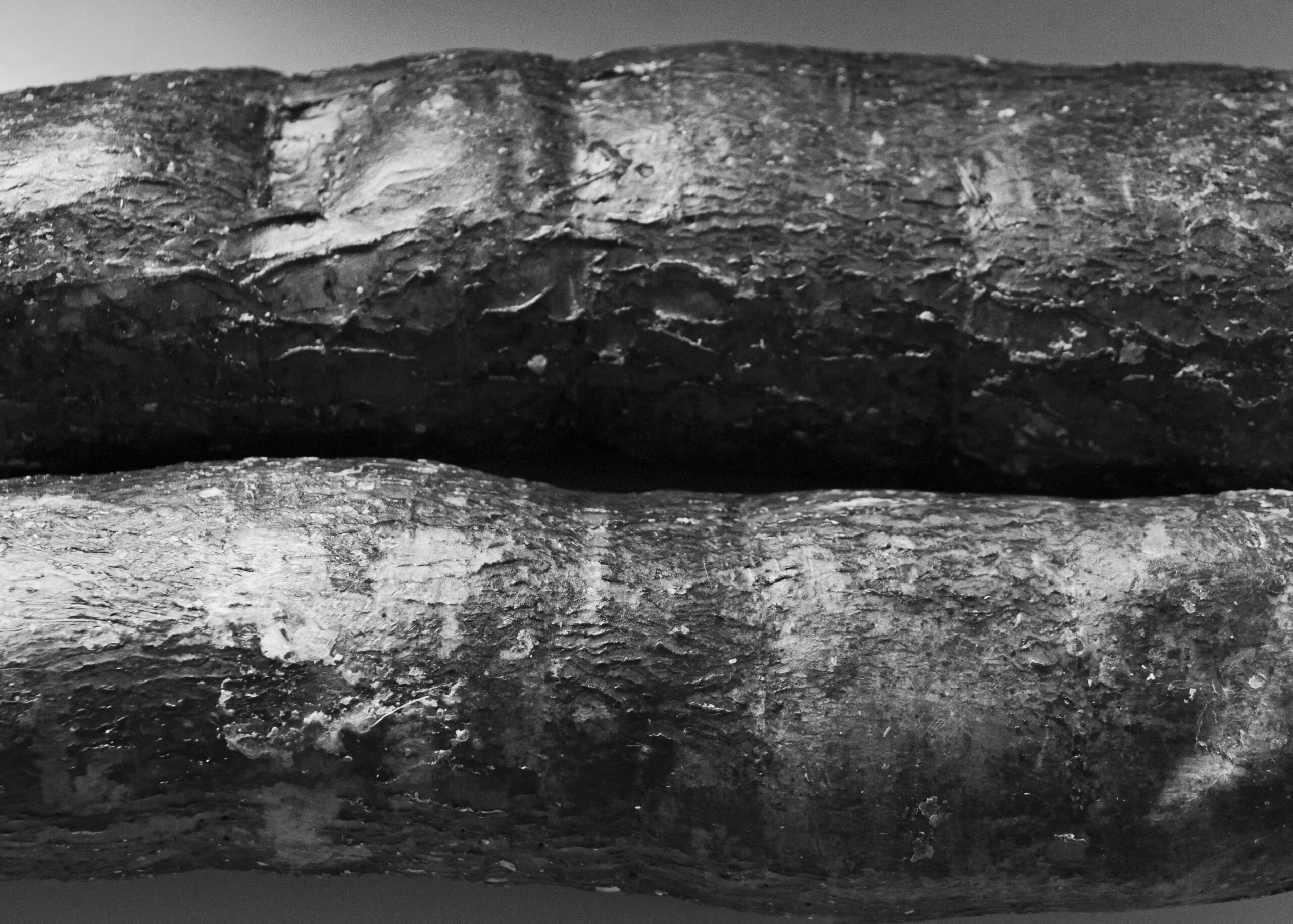 Mandioca, a tribute to Edward Weston
Lorenalia