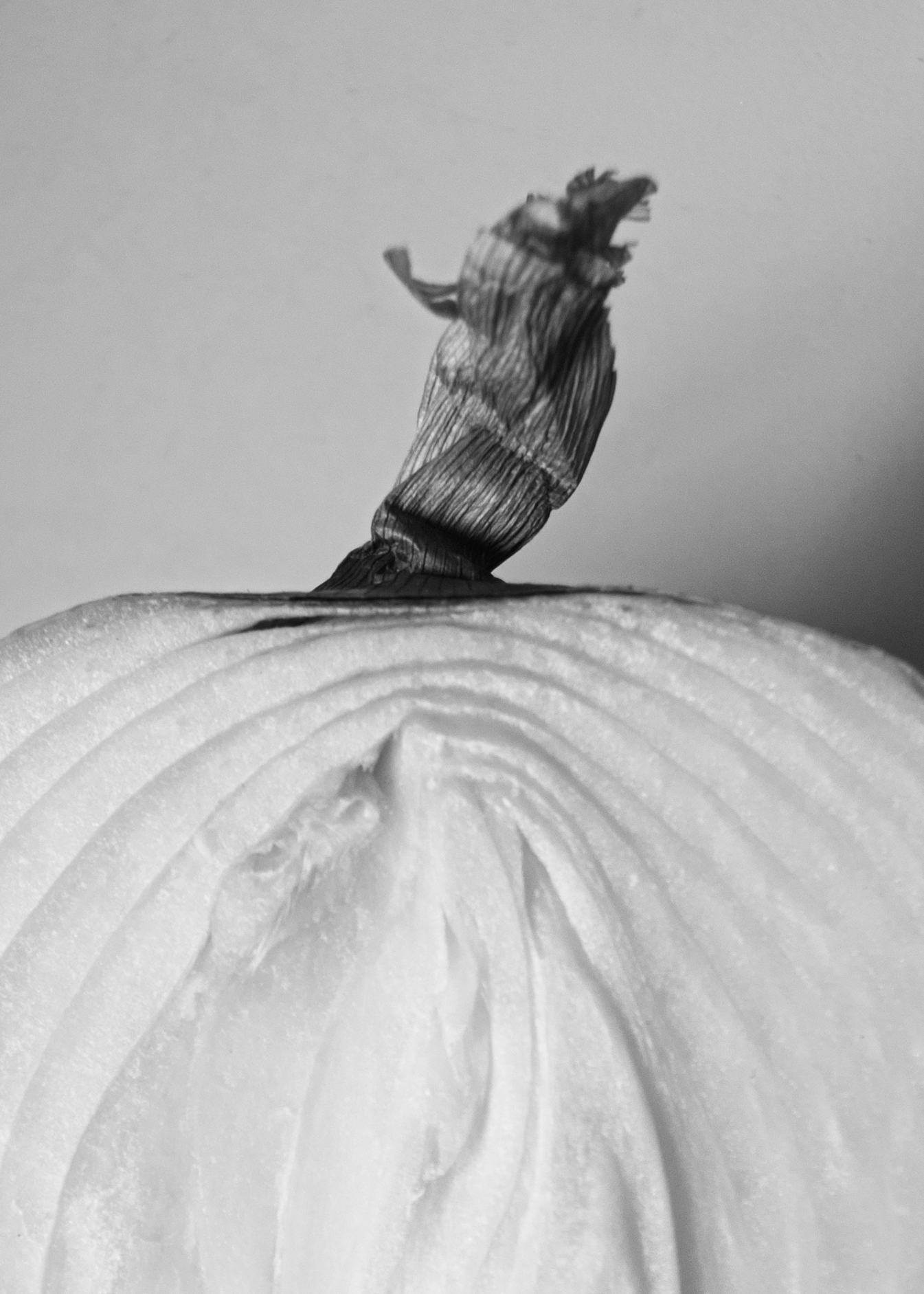 Onion, a tribute to Edward Weston
Lorenalia