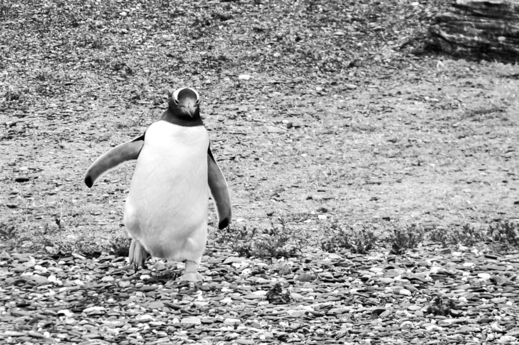 pinguino caminando