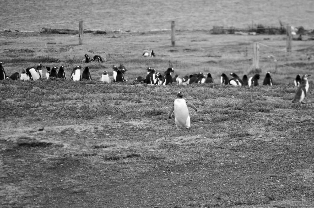 pinguinos ushuaia
